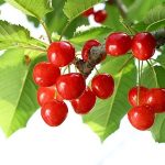 佐藤錦のおいしい食べ方